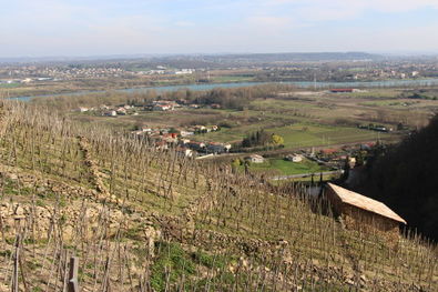 Christophe Pichon Condrieu Vineyards in Spring